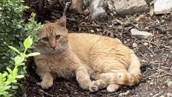Found/Stray Unknown Cat last seen Hausman and, San Antonio, TX 78249