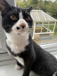 Lost Male Cat last seen old grammar lane Bungay, Suffolk, England NR35