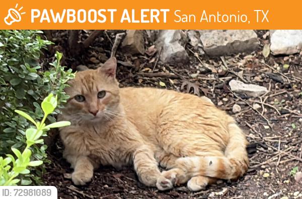 Found/Stray Unknown Cat last seen Hausman and, San Antonio, TX 78249