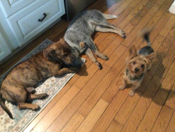Lost Male Dog last seen Allentown Road and  Prince Georges Drive, Oxon Hill, MD 20744