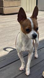Reunited Male Dog last seen Near n 68th way, Hollywood fl, Hollywood, FL 33024