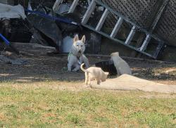 Reunited Female Dog last seen Sir David Dr Zebulon, NC, Zebulon, NC 27597