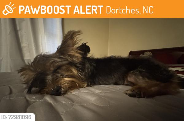 Found/Stray Male Dog last seen Across from the S gas station near Red and White grocery store Dortches NC, Dortches, NC 27804