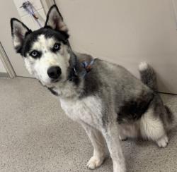 Shelter Stray Male Dog last seen Noblesville, IN , Fishers, IN 46038