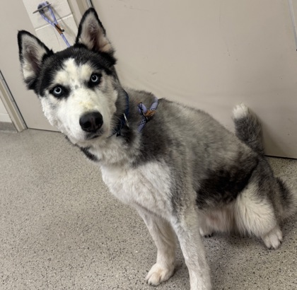 Shelter Stray Male Dog last seen Noblesville, IN , Fishers, IN 46038
