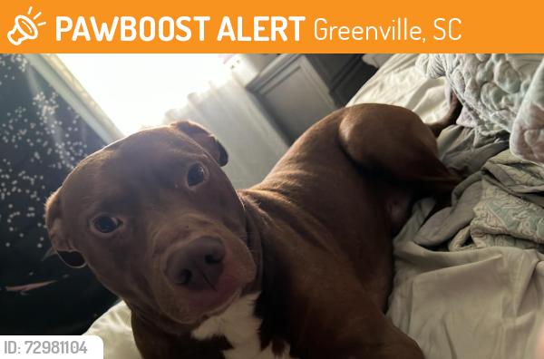 Found/Stray Male Dog last seen Main street downtown greenville near group therapy and the peace center, Greenville, SC 29605