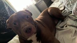 Found/Stray Male Dog last seen Main street downtown greenville near group therapy and the peace center, Greenville, SC 29605