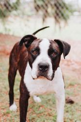Shelter Stray Male Dog last seen North Charleston, SC 29418, North Charleston, SC 29406