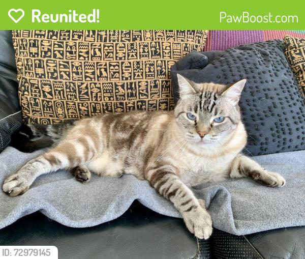Reunited Male Cat last seen Hidden Canyon and Pinnicle Point, Orange, CA 92869