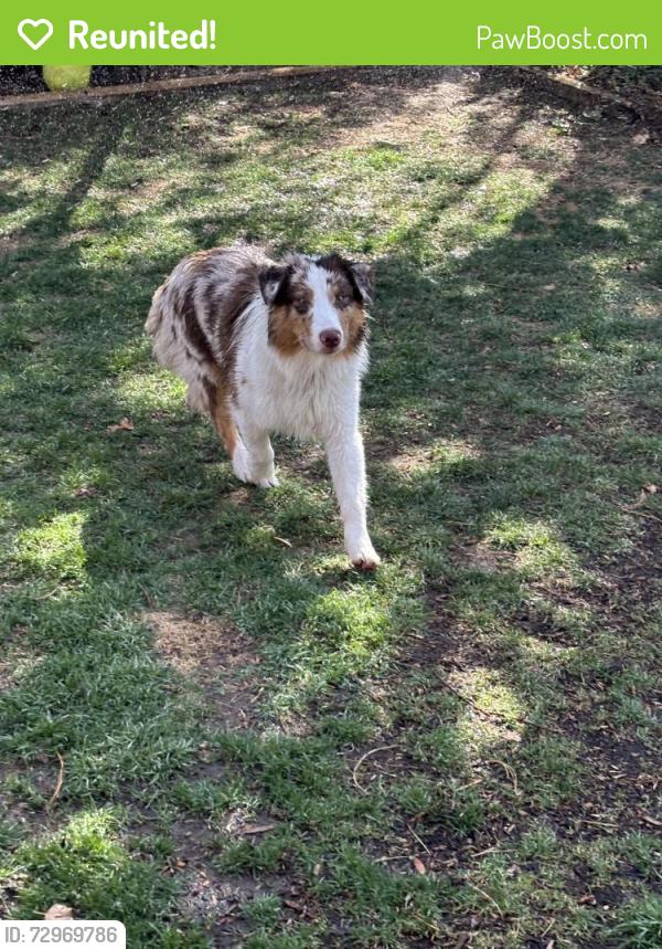 Reunited Male Dog last seen Near e Denise drive, Salt Lake City, UT 84106