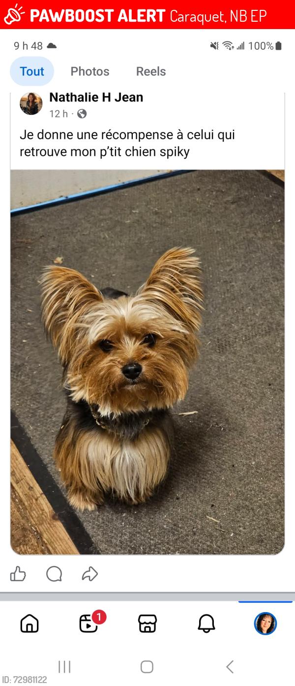 Lost Male Dog last seen Pokmouche  nouveau brunswick , Caraquet, NB E8P
