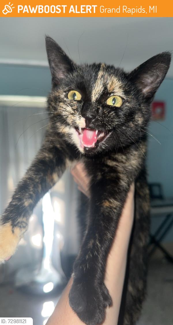 Found/Stray Female Cat last seen Pilgrim Rest Baptist Church. on Franklin between Eastern and Division, Grand Rapids, MI 49507