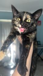 Found/Stray Female Cat last seen Pilgrim Rest Baptist Church. on Franklin between Eastern and Division, Grand Rapids, MI 49507