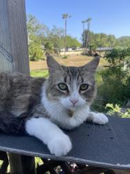 Lost Female Cat last seen Gopher canyon, Escondido, CA 92026