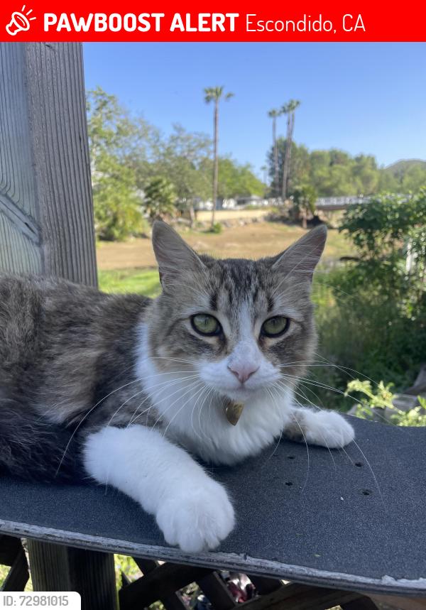 Lost Female Cat last seen Gopher canyon, Escondido, CA 92026
