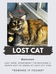 Lost Female Cat last seen Lakeshore and Bonnymede , Mississauga, ON L5J 4H8