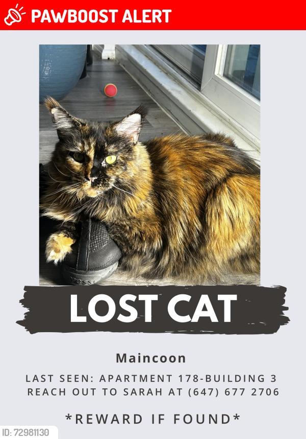Lost Female Cat last seen Lakeshore and Bonnymede , Mississauga, ON L5J 4H8