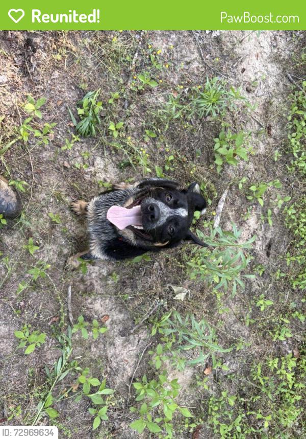 Reunited Male Dog last seen Warrenton , Warrenton, NC 27589