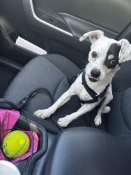 Reunited Male Dog last seen La marina , Santa Barbara, CA 93109