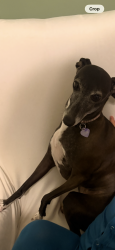 Reunited Female Dog last seen Mirabeau and Paris, New Orleans, LA 70122