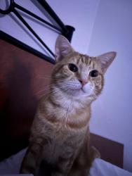 Lost Male Cat last seen Cann st, Bass Hill, NSW 2197