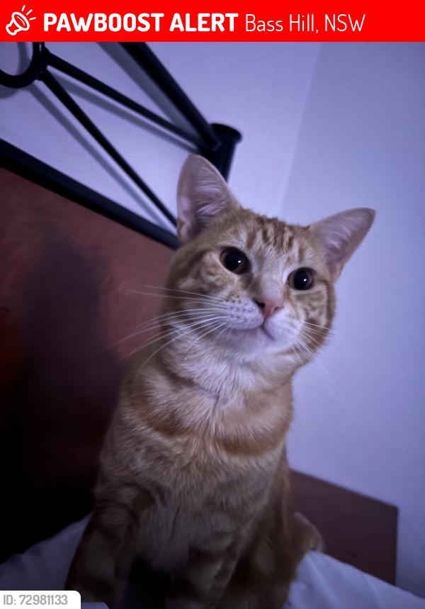 Lost Male Cat last seen Cann st, Bass Hill, NSW 2197