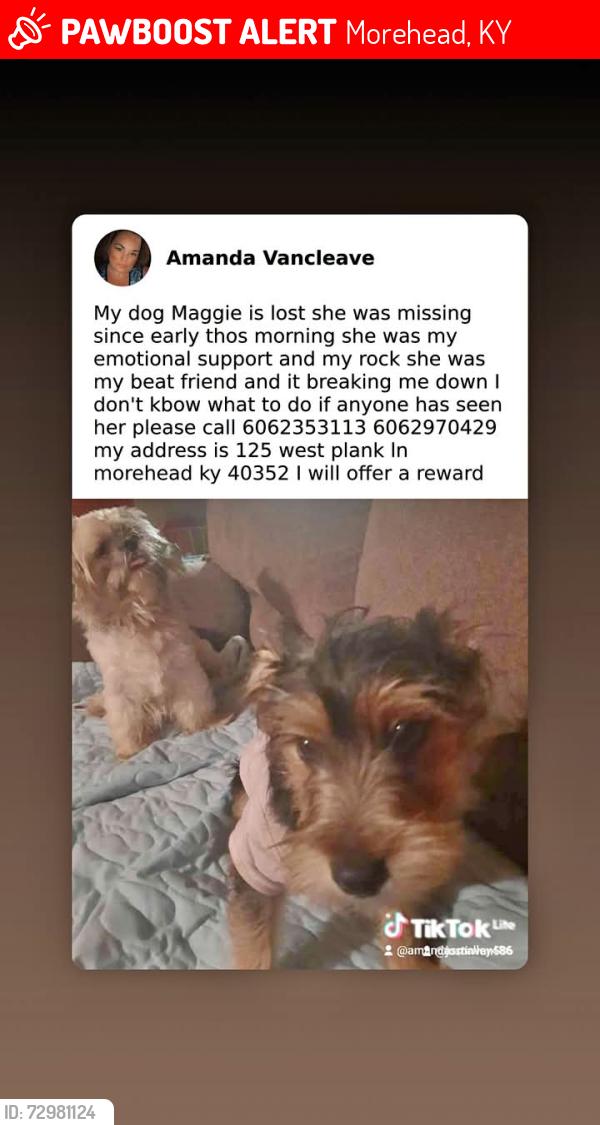 Lost Female Dog last seen Junk yard Lawrence causill, Morehead, KY 40351