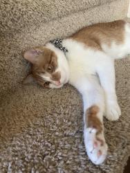 Lost Male Cat last seen DeZavala/Babcock , San Antonio, TX 78249