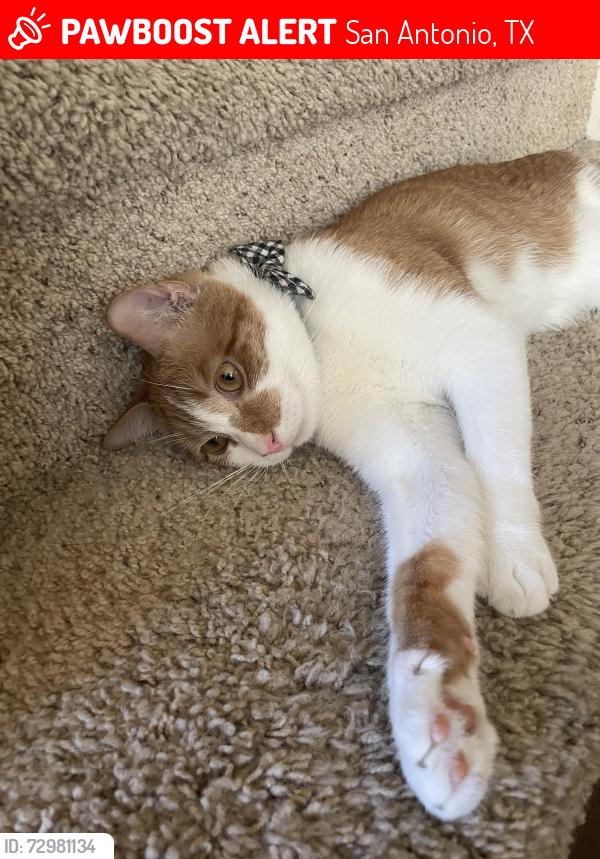 Lost Male Cat last seen DeZavala/Babcock , San Antonio, TX 78249