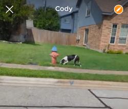 Found/Stray Unknown Dog last seen Southeastern Trl and Zephyr, Round Rock, TX 78664