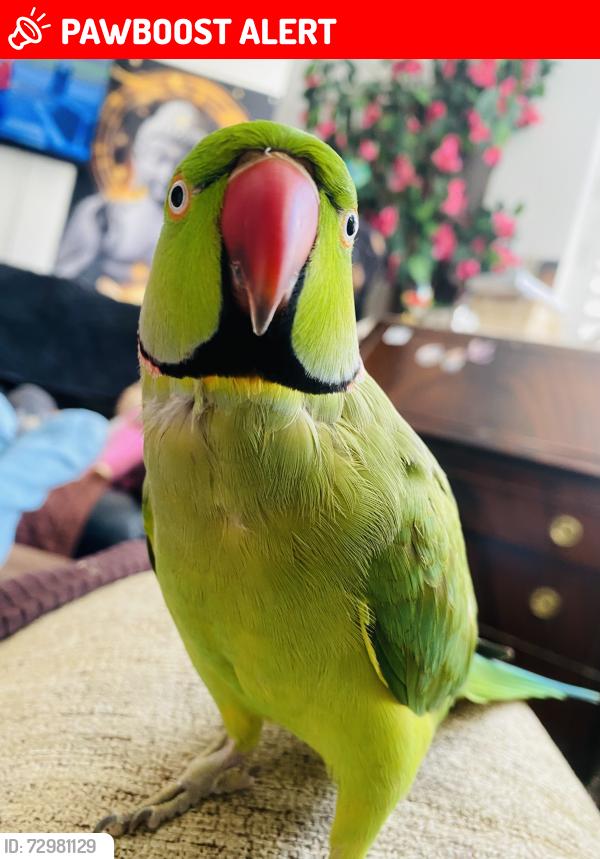 Lost Male Bird last seen Durants Road, Ponders End, England EN3