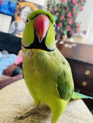 Lost Male Bird last seen Durants Road, Ponders End, England EN3