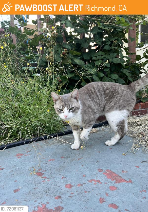 Found/Stray Male Cat last seen Solano, Richmond, CA 94805