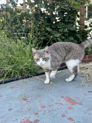 Found/Stray Male Cat last seen Solano, Richmond, CA 94805