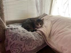 Lost Male Cat last seen 8th & Fancher, Spokane Valley, WA 99212