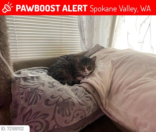 Lost Male Cat last seen 8th & Fancher, Spokane Valley, WA 99212