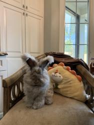 Lost Male Rabbit last seen E Camino Real Ave & N 10th Ave, Arcadia, CA 91006