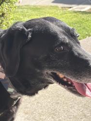 Found/Stray Male Dog last seen El centro , Napa, CA 94558