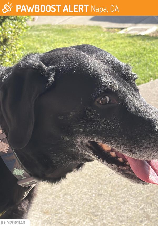 Found/Stray Male Dog last seen El centro , Napa, CA 94558