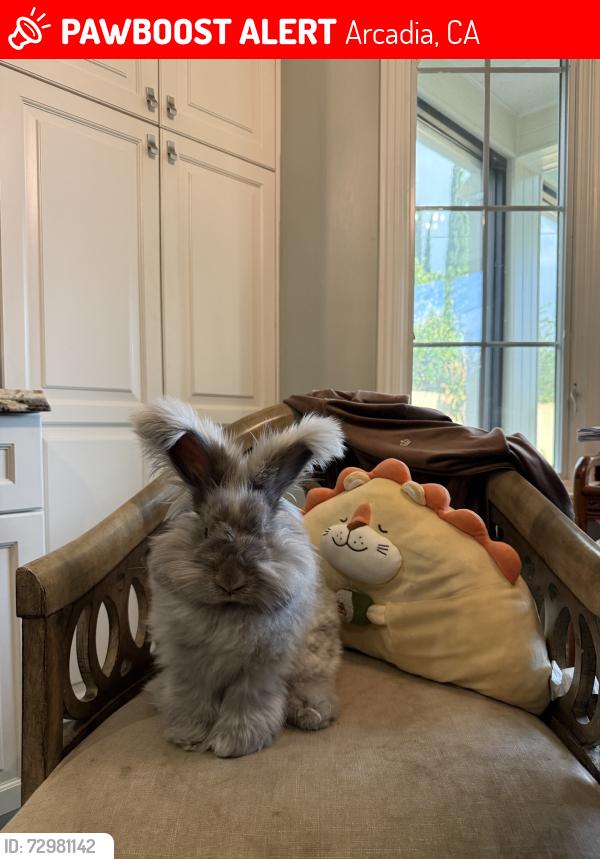 Lost Male Rabbit last seen E Camino Real Ave & N 10th Ave, Arcadia, CA 91006
