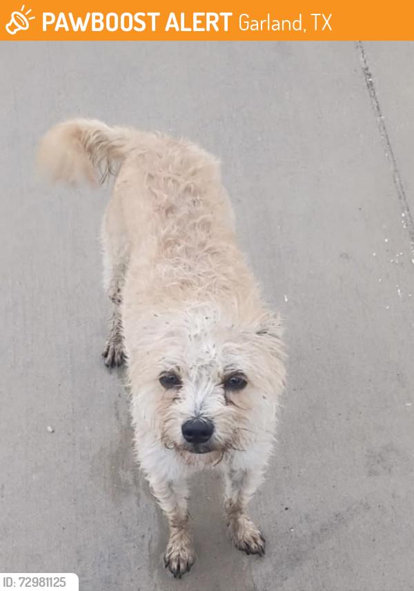 Found/Stray Female Dog last seen East miller Rd, Garland, TX 75041
