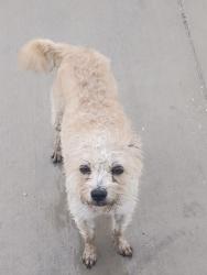 Found/Stray Female Dog last seen East miller Rd, Garland, TX 75041