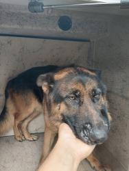 Shelter Stray Male Dog last seen Near Vatican Road, VATICAN, LA, 70520, Lafayette, LA 70507