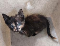 Shelter Stray Female Cat last seen Near Sunset Drive, LAFAYETTE, LA, 70501, 410 Dugas Rd, Lafayette, LA 70507, USA