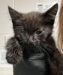 Shelter Stray Male Cat last seen Near Paragon Park Road, RALEIGH, NC, 27616, Raleigh, NC 27610