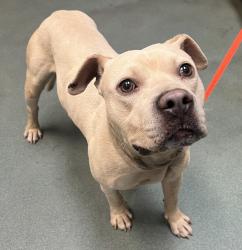 Shelter Stray Male Dog last seen Near Old Ferrell Road, KNIGHTDALE, NC, 27545, Raleigh, NC 27610