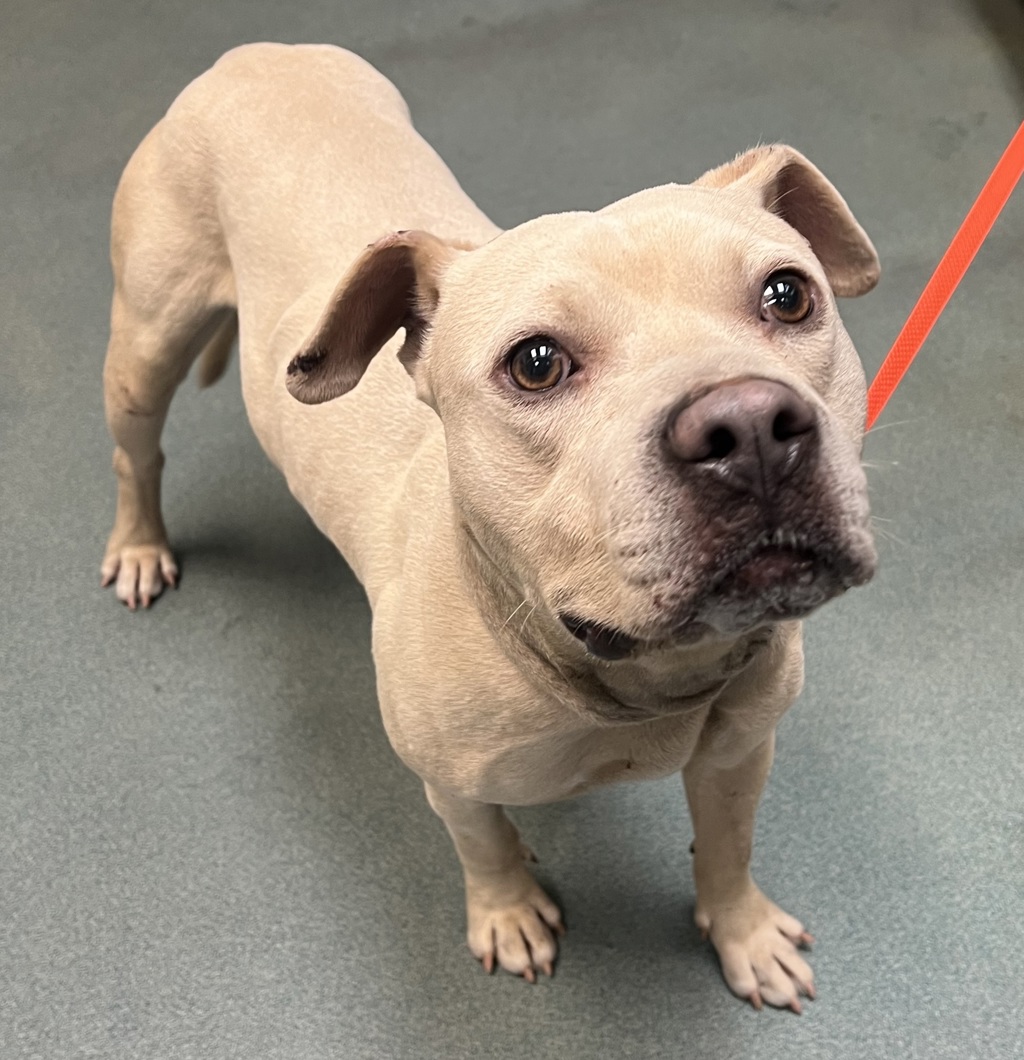 Shelter Stray Male Dog last seen Near Old Ferrell Road, KNIGHTDALE, NC, 27545, Raleigh, NC 27610