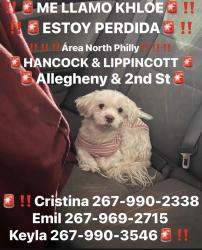 Lost Female Dog last seen Near north Hancock St , Philadelphia, PA 19133