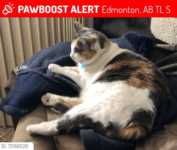 Lost Female Cat last seen Douvercourt, Edmonton, AB T5L 2S9