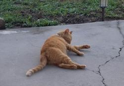 Lost Female Cat last seen Vulcan cir and 16th st, Zephyrhills, FL 33542